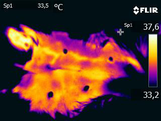 Neoplasia nel cane